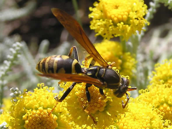 Paper Wasp, Polistes aurifer 