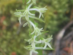 Royal Rein Orchid 