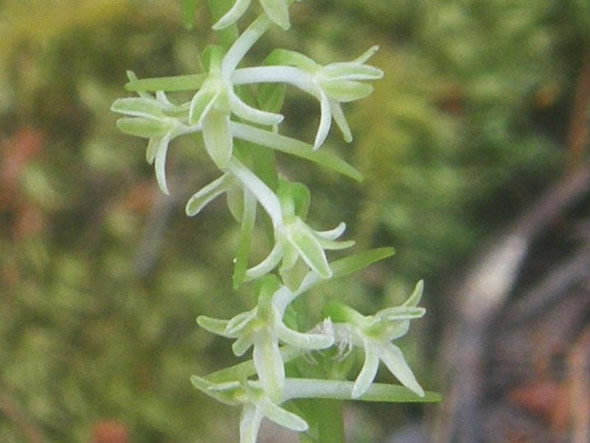 Royal Rein Orchid, Piperia transversa