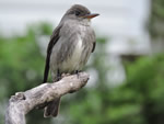 Olive-sided Flycatcher