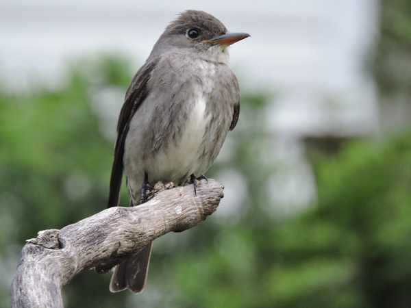 Olive-sided Flycatcher, Contopus cooperi 