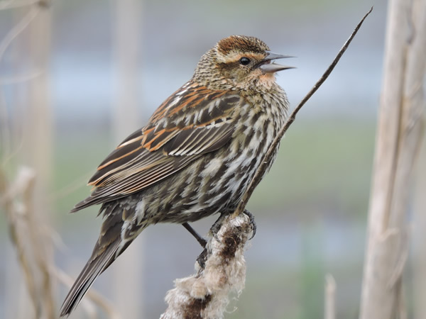 Female Red-winged Blackbird, Agelaius phoeniceus