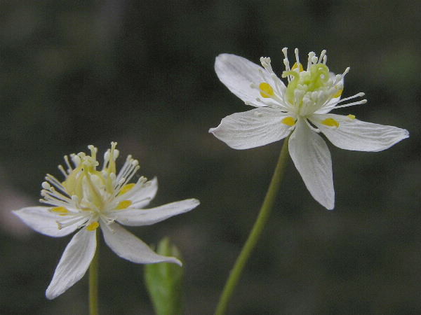 Coptis trifolia