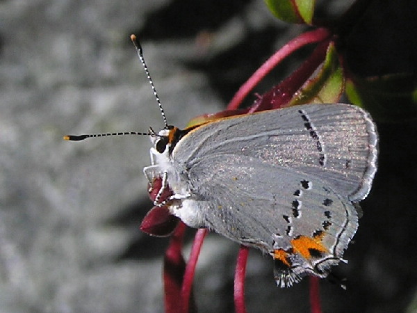 Gray Hairstreak Butterfly showing underside of wings