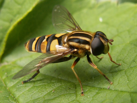 Helophilus sp.