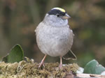 Golden-crowned Sparrow