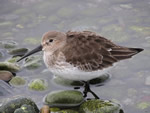 Black Turnstone