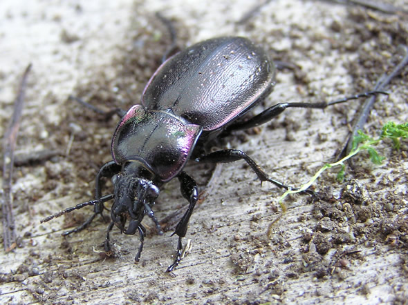 European Ground Beetle, Carabus nemoralis 