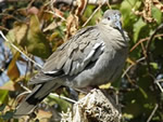 White-winged Dove