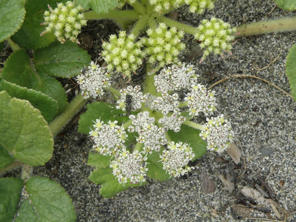 Beach Silvertop, Glehnia littoralis ssp. leiocarpa