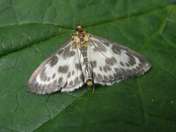 Small Magpie Moth, Eurrhypara hortulata