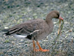 Greater White-fronted Goose