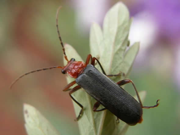 Soldier Beetle, Podabrus pruinosus