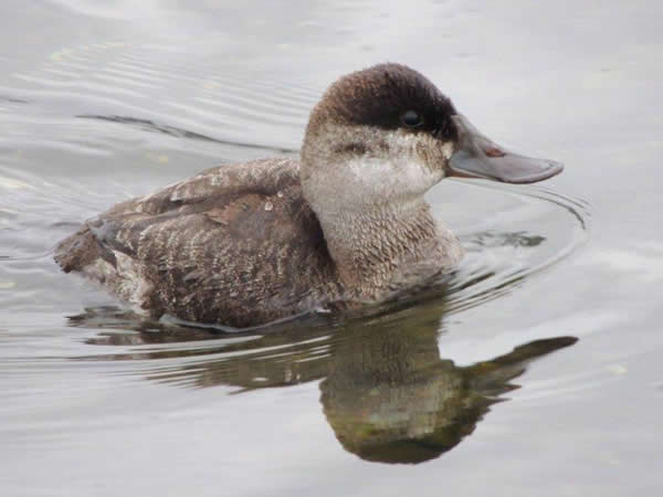 Ruddy Duck, Oxyura jamaicensis