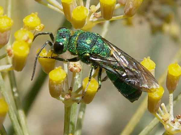 Cuckoo Wasp, Chrysis spp.