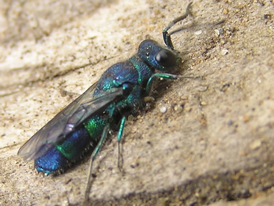 Pacific Cuckoo Wasp, Chrysis pacifica