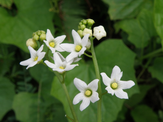 Wild Cucumber, Echinocystis lobata