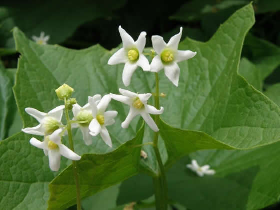 Wild Cucumber, Echinocystis lobata