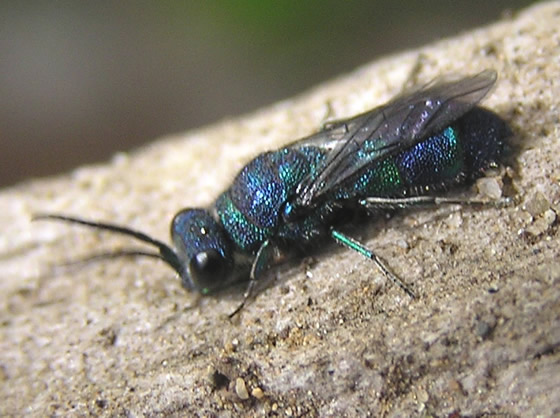 Pacific Cuckoo Wasp, Chrysis pacifica