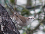 Bewick's Wren