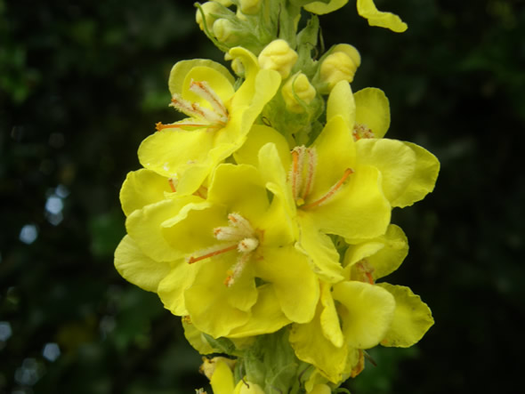 Great Mullein, Verbascum thapsus 