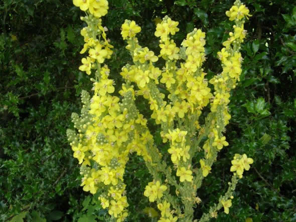 Great Mullein, Verbascum thapsus 