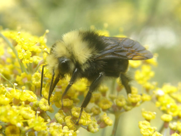 Yellow-faced Bumblebee, Bombus vosnesenskii 