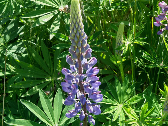 Large-leaved Lupine, Lupinus polyphyllus