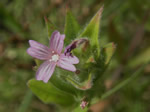 Dense-flowered Willowherb