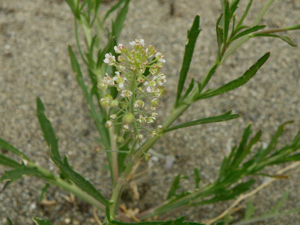 Least Pepperwort, Lepidium virginicum var. menziesii