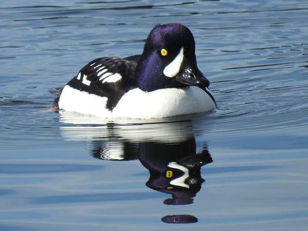 Barrow's Goldeneye, Bucephala islandica