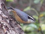 Red-breasted Nuthatch