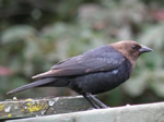 Brown-headed Cowbird