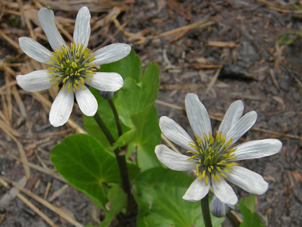 Alpine Marsh Marigold, Caltha leptosepala 