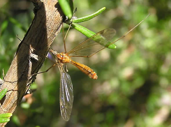 Crane Fly, Tipula Bicornis
