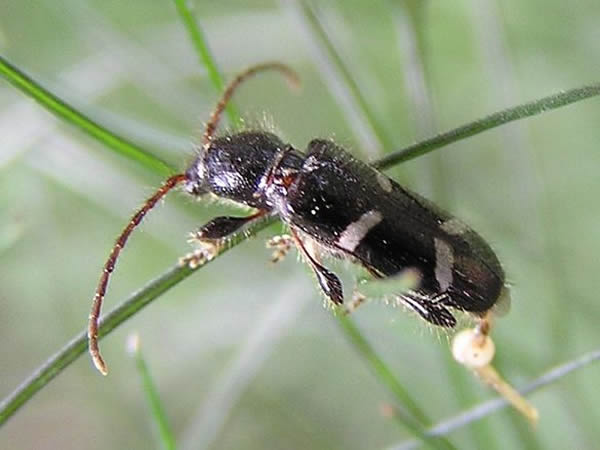Longhorned Beetle, Phymatodes nitidus