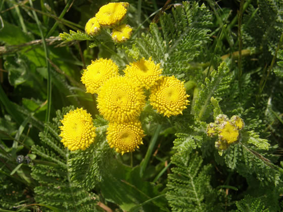 Northern Dune Tansy, Tanacetum camphoratum