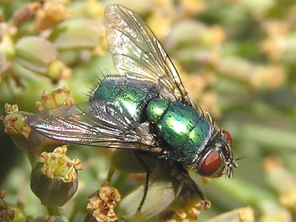 Green Bottle Fly, Lucilia sericata