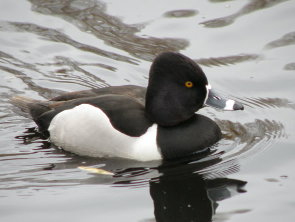 Ring-necked Duck, Aythya collaris 
