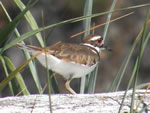 Killdeer