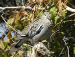 White-winged Dove