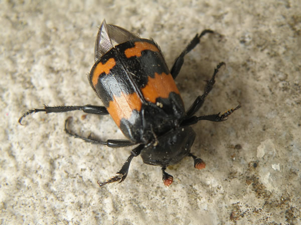 Roundneck Sexton Beetle, Nicrophorus orbicollis