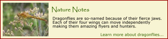 Click for more information on dragonflies