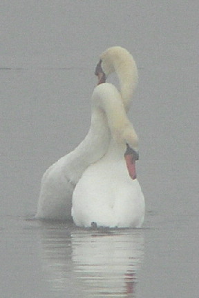 Mute Swans