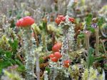 Lichen Garden 