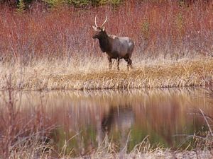 Elk in the Willows bythe River
