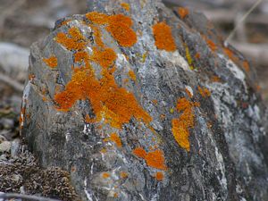 Orange Rock Lichen
