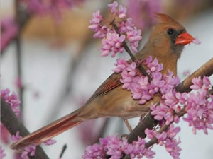 Female Cardinal in a Blooming Redbud Tree