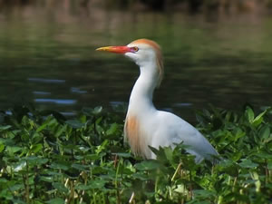 Cattle Egret in Spring Plumage