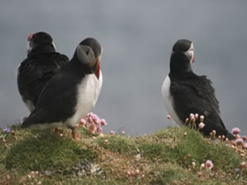 Puffins on Shetland 